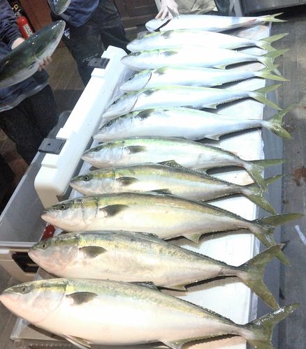 ブリの釣果