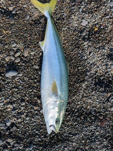 メジロの釣果