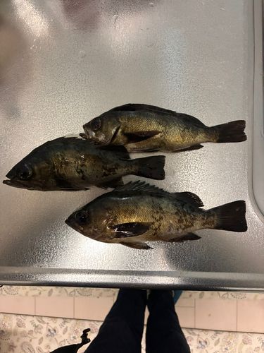 クロメバルの釣果