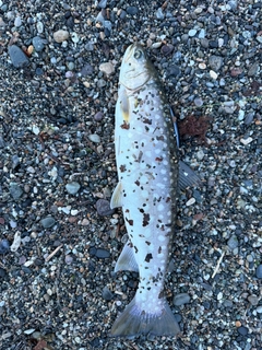 アメマスの釣果