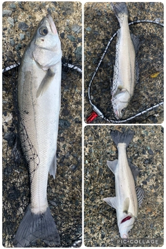 セイゴ（マルスズキ）の釣果