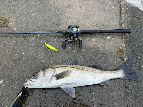 釣果