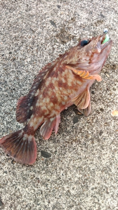 ムラソイの釣果