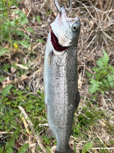 ニジマスの釣果
