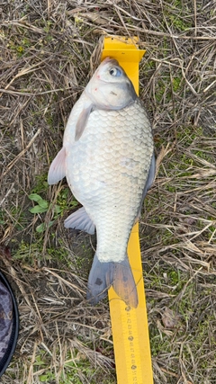 ヘラブナの釣果
