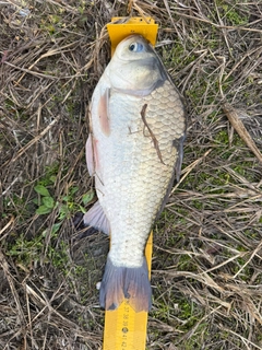 ヘラブナの釣果
