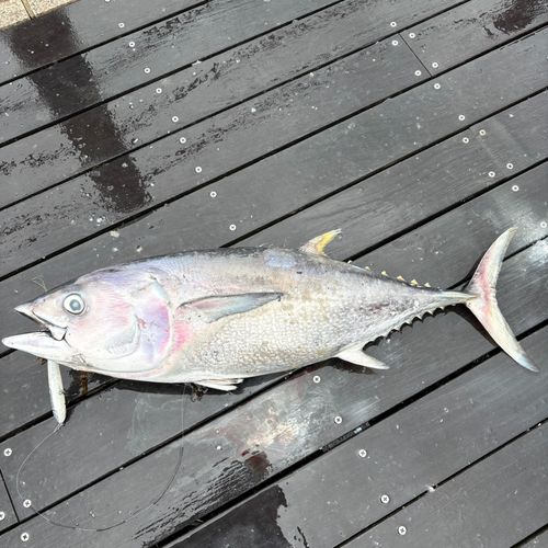 小名浜港で釣れたマグロの釣り・釣果情報 - アングラーズ | 釣果600万