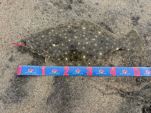 ヒラメの釣果