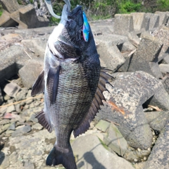 クロダイの釣果