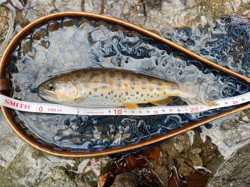 ヤマメの釣果