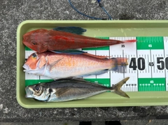 アカアマダイの釣果