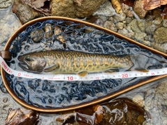 カワサバの釣果