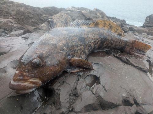 アイナメの釣果