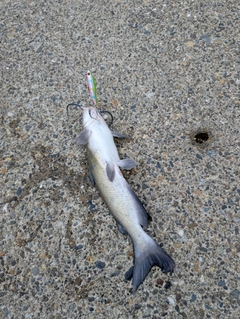 アメリカナマズの釣果