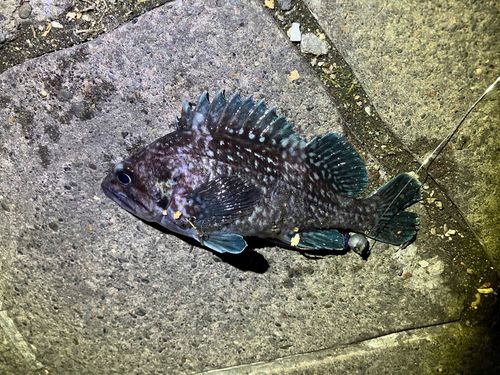 マゾイの釣果