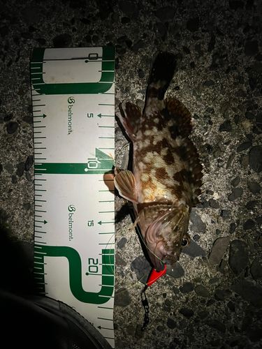 カサゴの釣果
