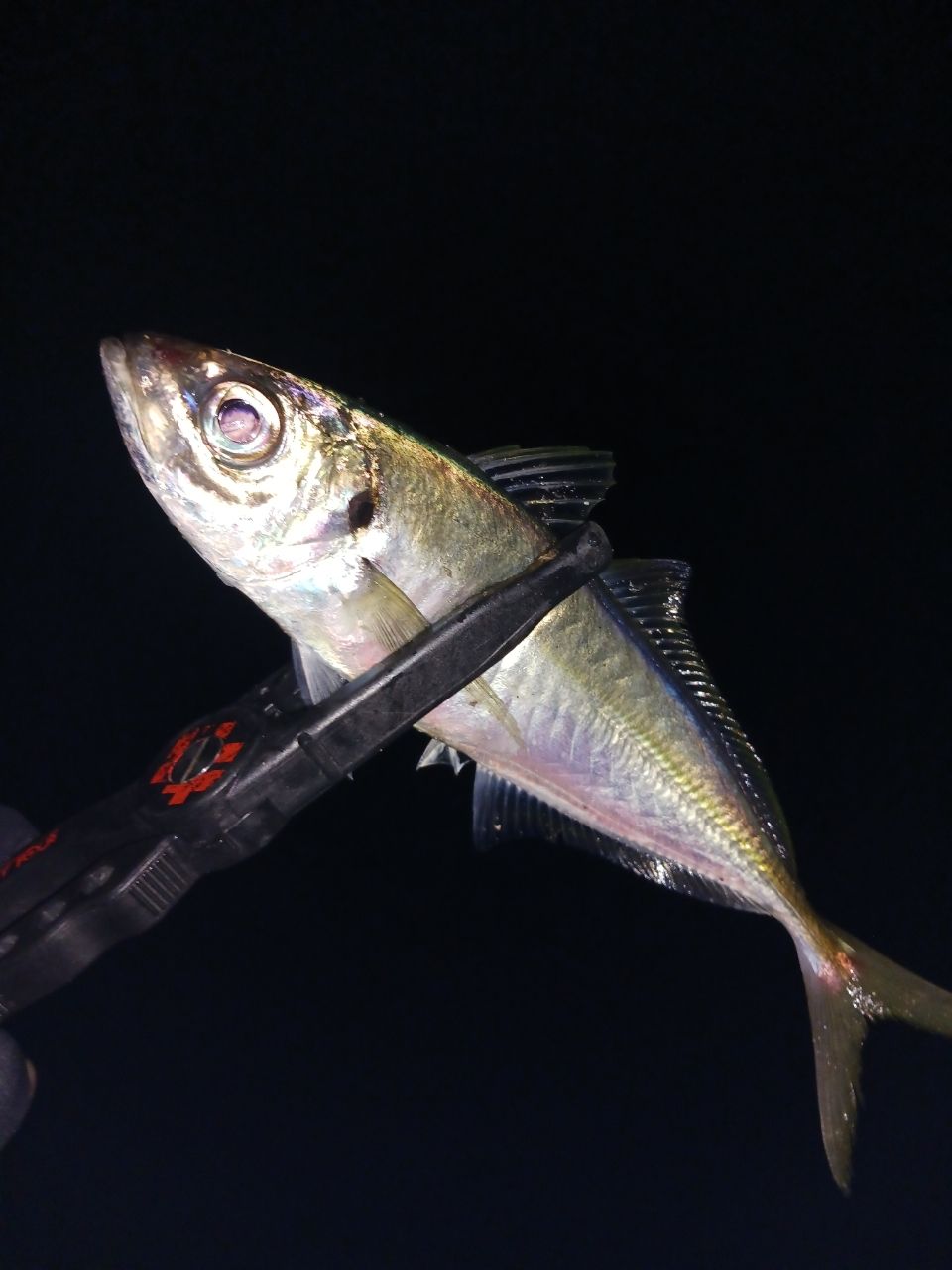 DAIWA 22月下美人 EX 510UL-Sの最安値・インプレ・釣果 | 本音の口コミ