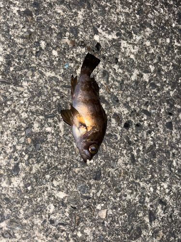 メバルの釣果