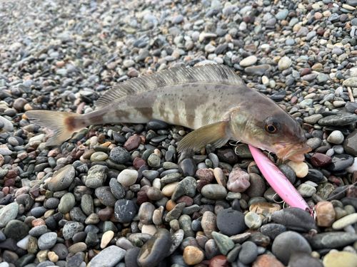 ホッケの釣果