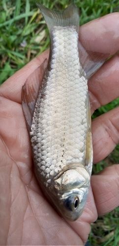フナの釣果