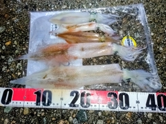 ヤリイカの釣果