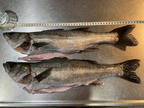 シーバスの釣果