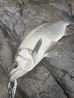 ヒラスズキの釣果