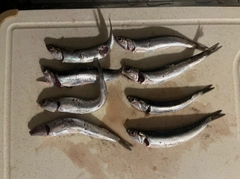 カタクチイワシの釣果