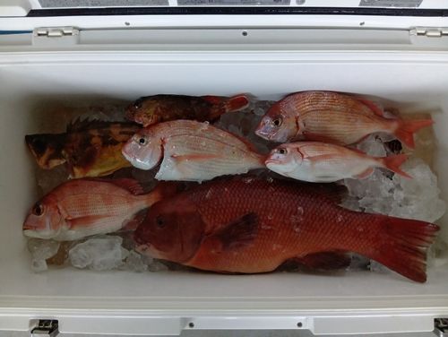 カンダイの釣果