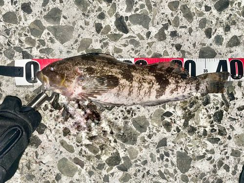 アイナメの釣果