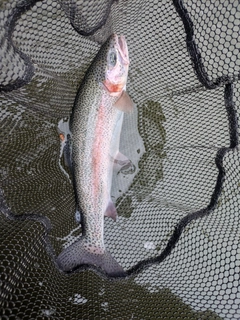 ニジマスの釣果