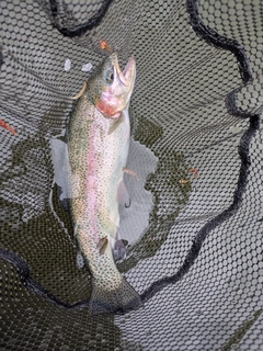 ニジマスの釣果