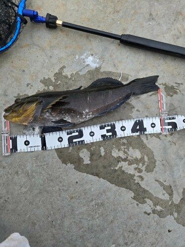 アイナメの釣果