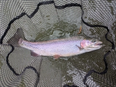 ニジマスの釣果