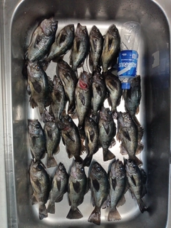 クロメバルの釣果