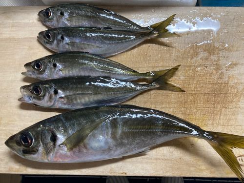 アジの釣果