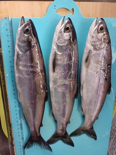 ヒメマスの釣果