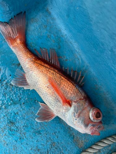 アカムツの釣果