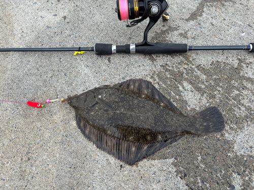クロガシラガレイの釣果