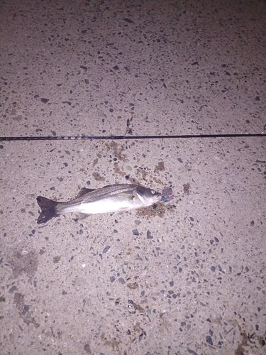 スズキの釣果
