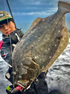 ヒラメの釣果