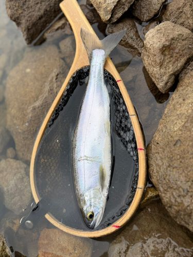 ヒメマスの釣果