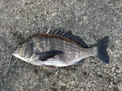 クロダイの釣果