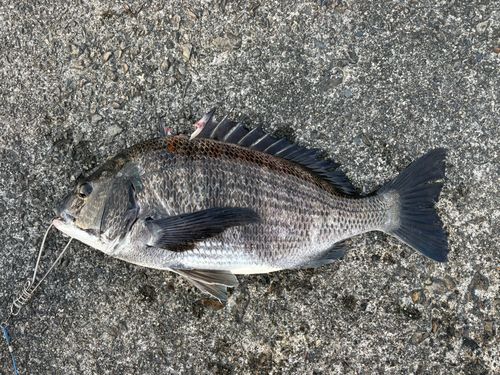 クロダイの釣果