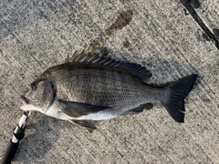 クロダイの釣果