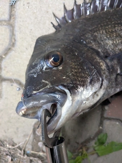 クロダイの釣果