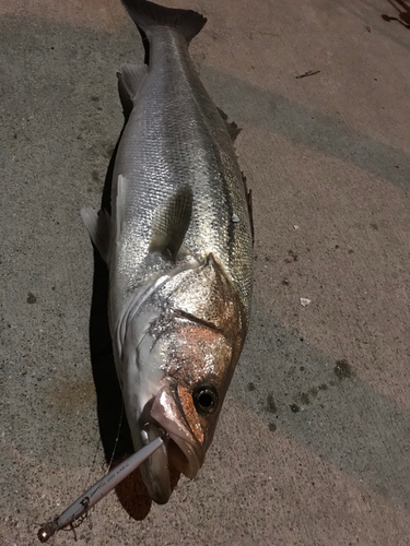 スズキの釣果