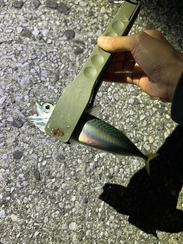 サバの釣果