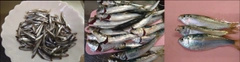 チアユの釣果