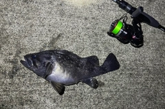 クロソイの釣果